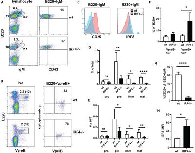 IRF4 Has a Unique Role in Early B Cell Development and Acts Prior to CD21 Expression to Control Marginal Zone B Cell Numbers